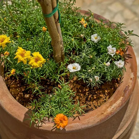 Apartament Casa Sofia Apt#2, By Hellocrete *